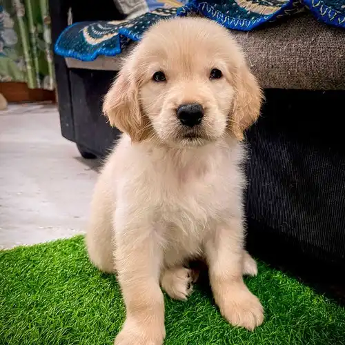 Golden retriever